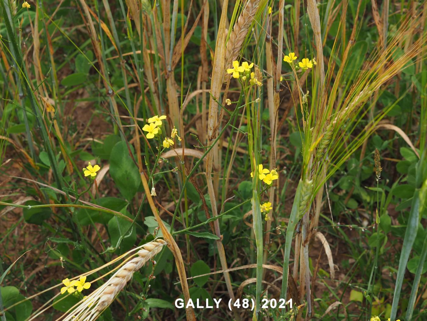 Corn Rocket plant